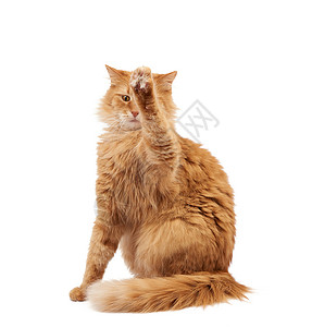长得可爱的成年毛青红猫坐着抬起前爪模仿抓着任何物体动在白色背景上被孤立背景图片