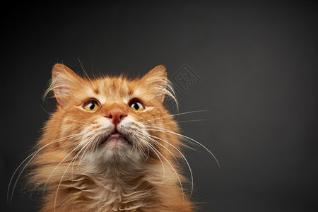 一只成年姜红猫的肖像长着大白胡子动物在黑背景上右边是刻字的地方图片