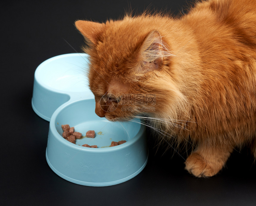 成年红猫在黑背景上吃蓝塑料碗里的食物关上图片