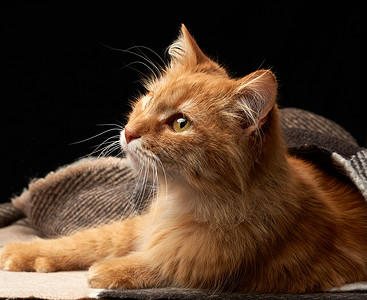 成年红猫躺在羊毛毯上黑暗背景动物看远背景图片