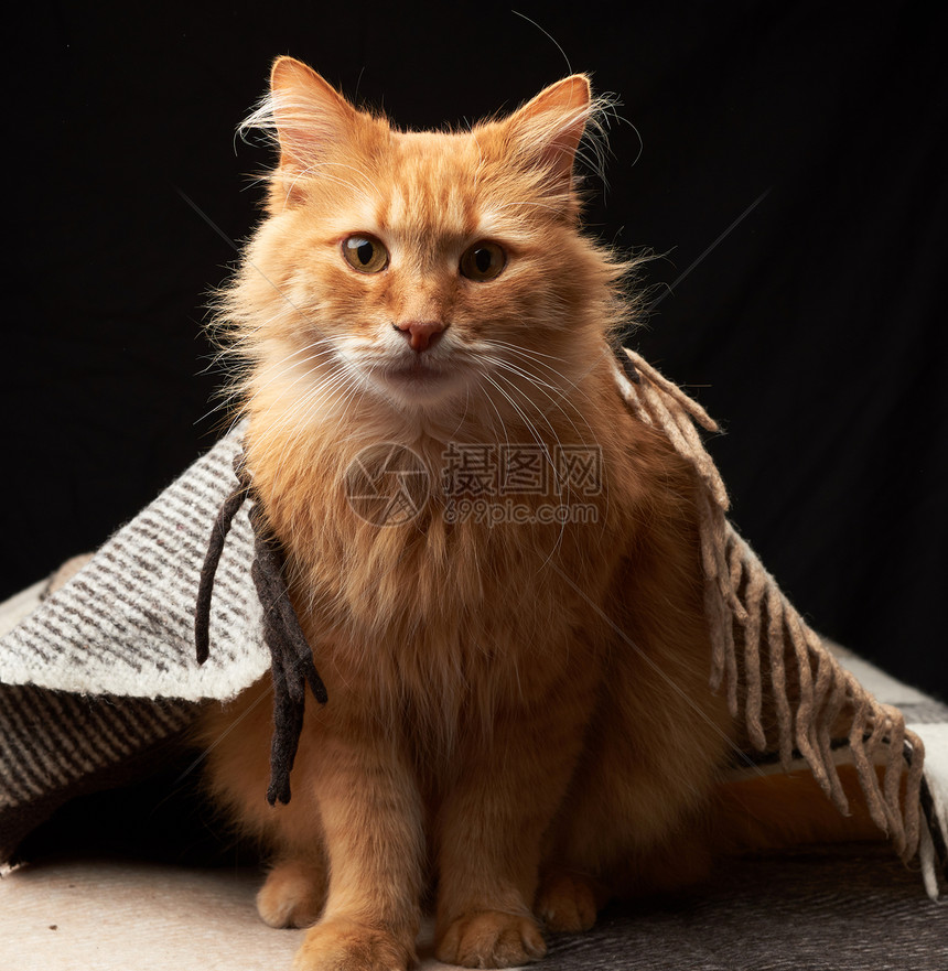 长着白胡子的成年红猫坐在羊毛毯上黑暗背景动物正在看着摄像机图片