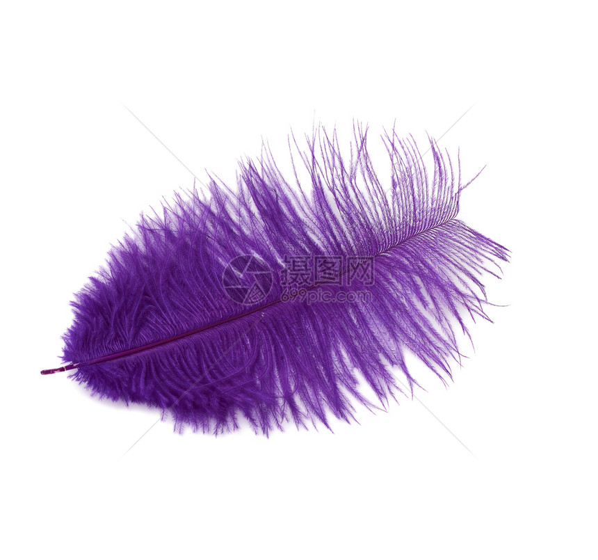在白色背景上隔离的染色紫食羽毛关闭图片