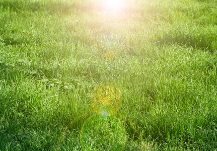 生长高的绿草不是被割的春天日顶层风景图片