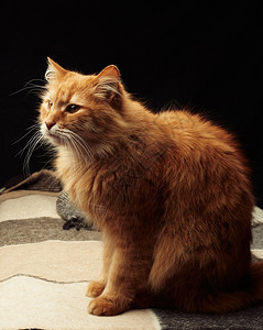 长着白胡子的成年红猫坐在羊毛毯上黑暗背景背景图片