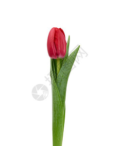 一朵盛开的红色郁金香绿叶白底春花设计师的元素图片