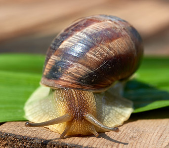 绿叶上的大棕蜗牛宏观高清图片