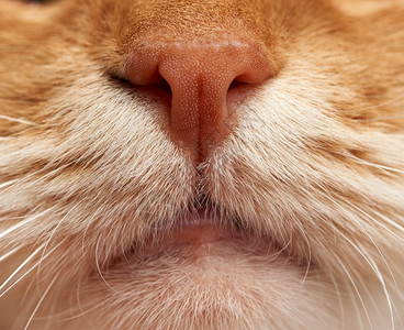成年红猫鼻子和嘴有白色胡子宏全框图片
