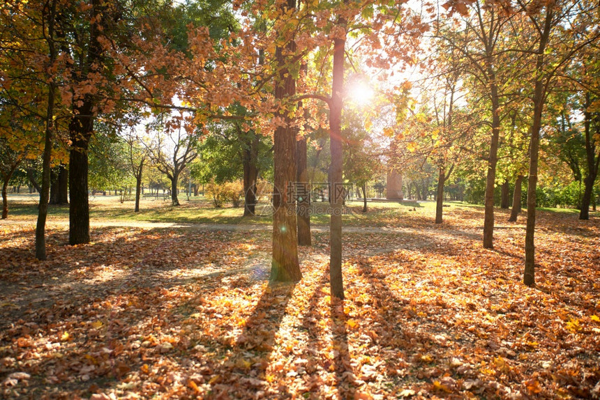 秋天没有人的城市公园阳光照耀的着青树的冠图片