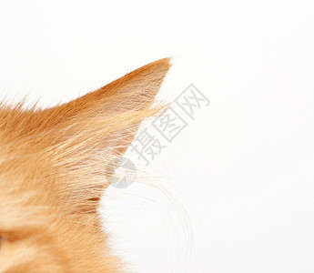 白色背景的一只小红猫耳朵闭上图片