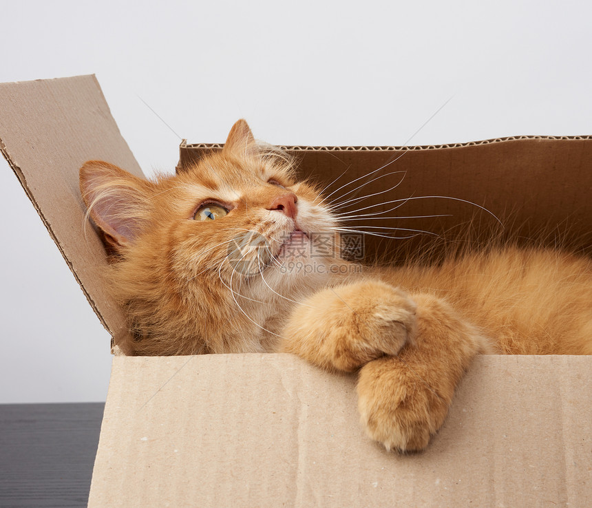 在棕色纸板盒里躺着看侧面的成年姜猫图片