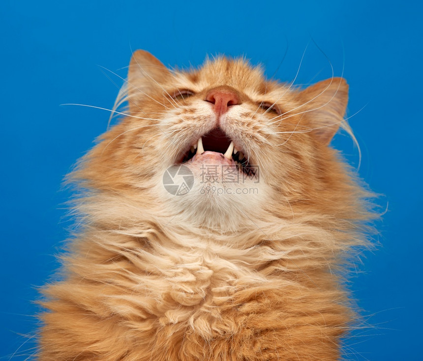青蓝背景的成年姜青毛小猫肖像张开嘴向上看图片