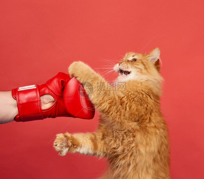 成年红猫用色拳击手套打架红猫的色背景很有趣图片