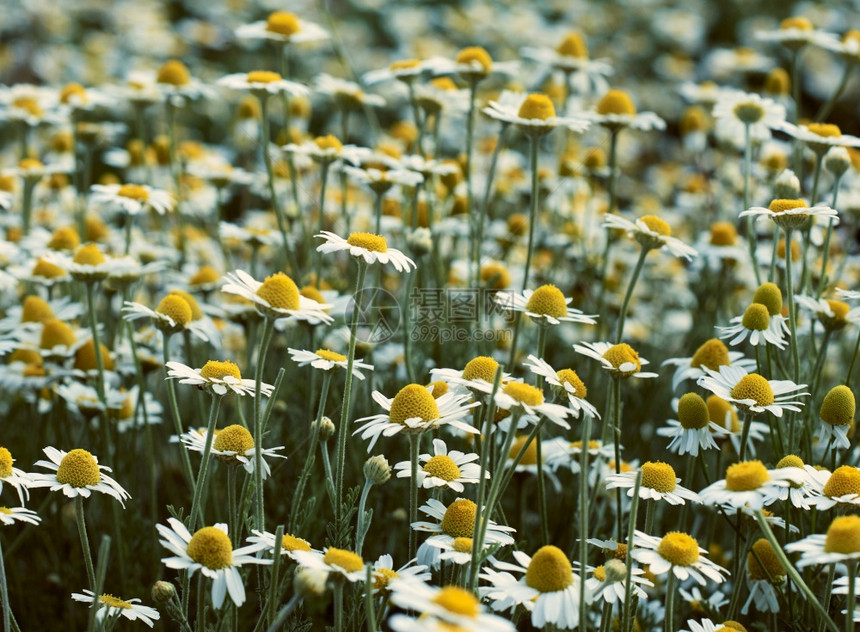 在春天的一天有白色雏菊盛开的大片土地选择聚焦图片