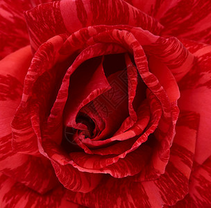 红色盛开玫瑰的芽完整框架宏观背景图片