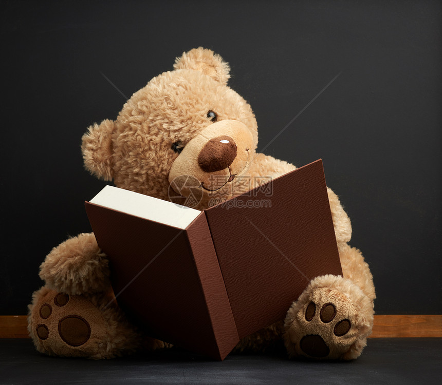 棕褐色泰迪坐在书旁图片