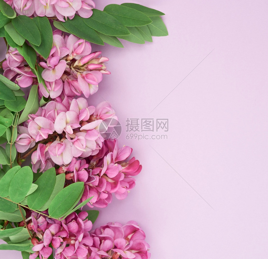 花枝Robinianemexicana粉红色花朵紫背景顶视图复制空间图片