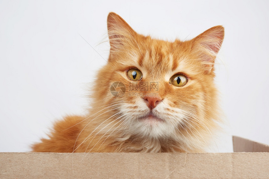 坐在棕色纸板盒里的姜猫坐在白色背景的棕纸板盒里动物正在看着摄像机图片