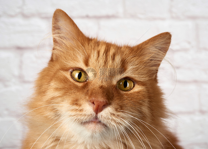 成年红猫的肖像悲伤情绪白色背景图片
