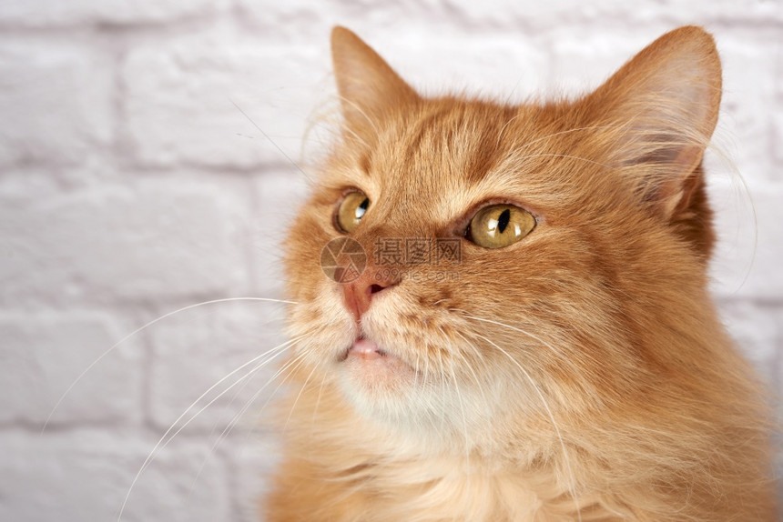 成年红猫的肖像悲伤情绪白色背景关闭图片