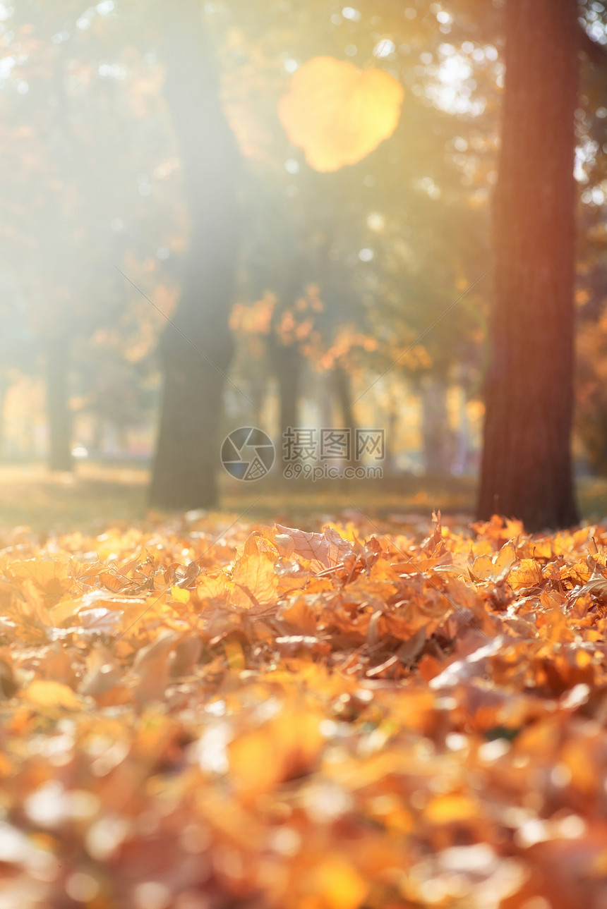 城市公园秋夜黄树叶落下选择焦点日落光芒图片