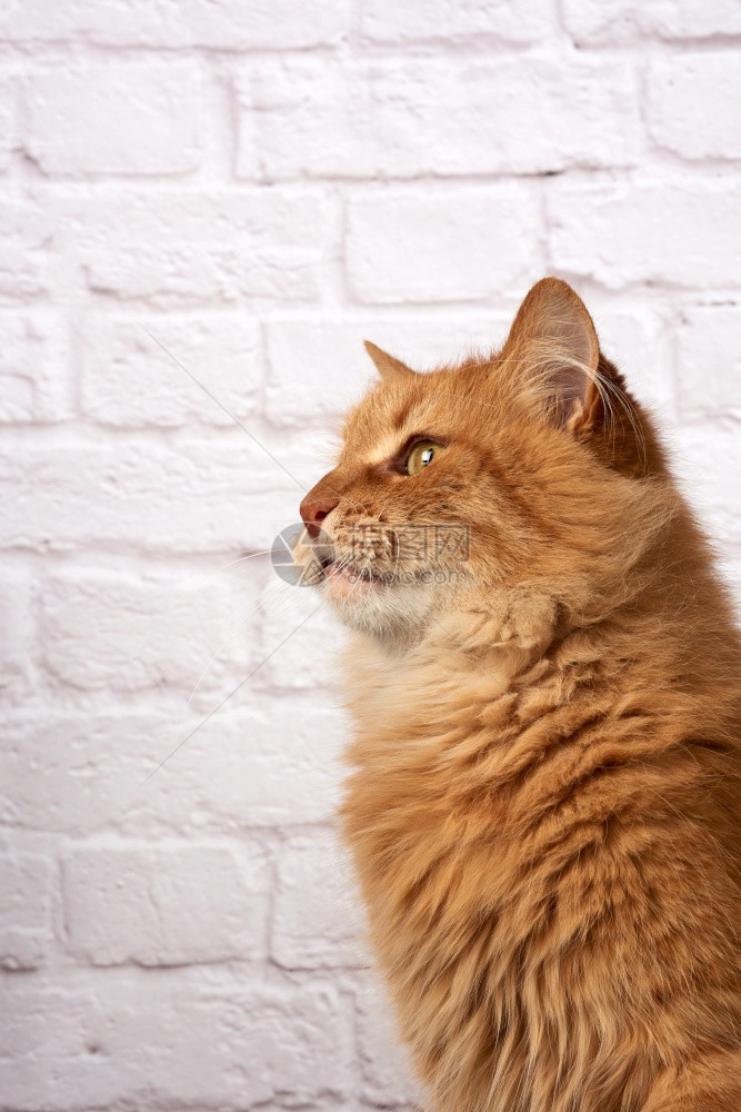 白色砖墙背景上的成人毛姜猫肖像关闭图片