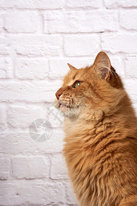 白色砖墙背景上的成人毛姜猫肖像关闭图片