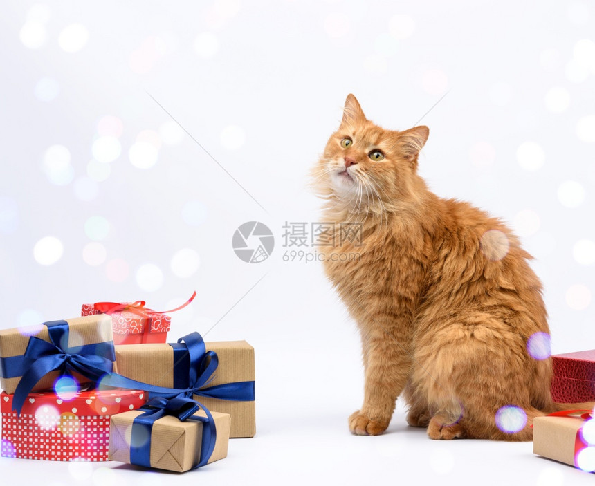 坐在装有丝带礼物和白种动生日贺卡情人节的盒子中间成年姜猫图片