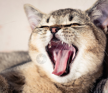 哈咪猫音乐盛典纯净的小猫英国中以正耳打开嘴和哈闭起来背景