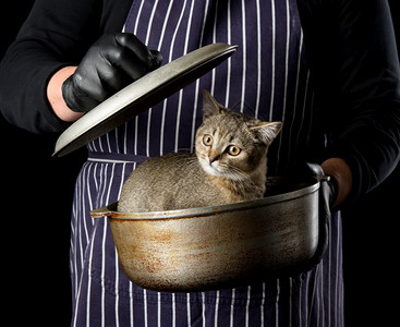 厨师哈咪猫一个穿条纹蓝色围裙的厨师手里握着一个铝制的酸一只可爱滑稽的苏格兰直毛小猫坐在里面黑色背景背景