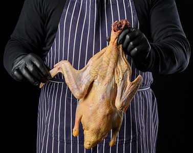 男黑衣服素材穿条纹蓝色围裙和黑衣服的男厨站在色背景上手里握着鸭子做饭背景