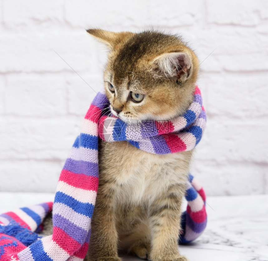 小猫金色的尾巴在白色的背景上直直的苏格兰栗鼠猫站在编织的围巾里图片