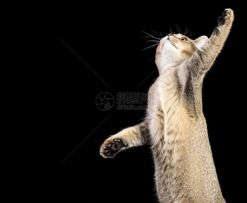 灰小猫苏格兰直的辣椒黑色背景猫抬起前爪图片