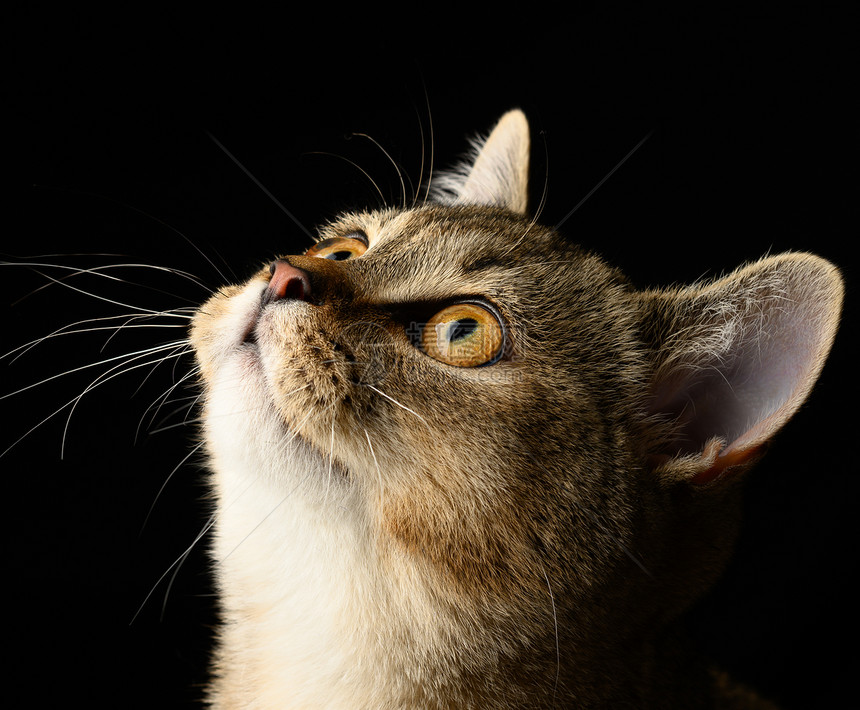 一只灰小猫的肖像黑底的纯西瓜猫往上看图片