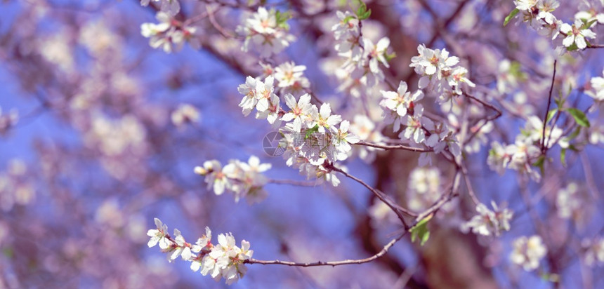白杏树枝花蓝天空背景阳光明媚的春日图片