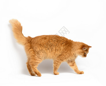 侧面的猫成年红猫站在白色背景上动物的侧面背景