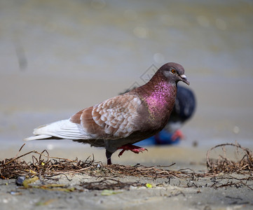 城市鸽子在夏日地上行走紫羽毛图片