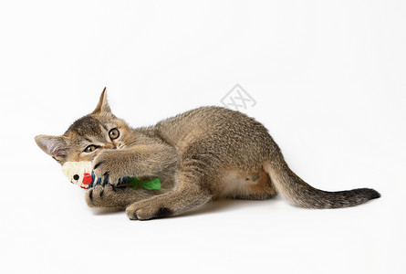 可爱的小猫cottish直弹与玩具白色背景快乐猫图片