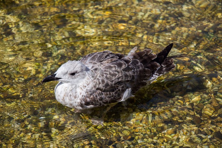 池塘浅水中的单海鸥图片