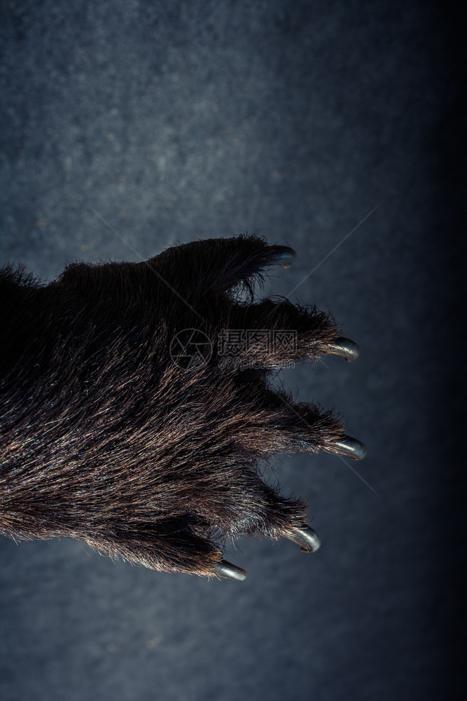 黑熊爪有锋利的子图片