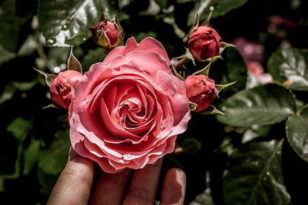 手握玫瑰花在园图片