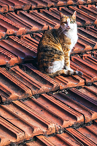 另一幅屋顶上流浪街头猫的肖像图片