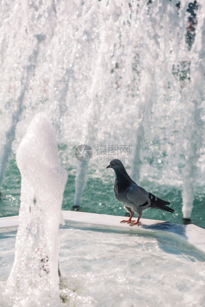 在喷泉旁边孤独的鸟儿生活在城市环境中图片