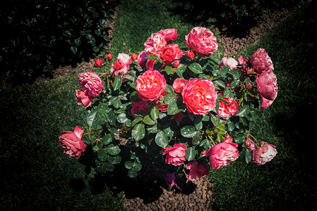 玫瑰树花园里有粉红玫瑰图片