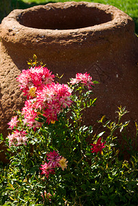 花园大陶器旁的粉色玫瑰图片