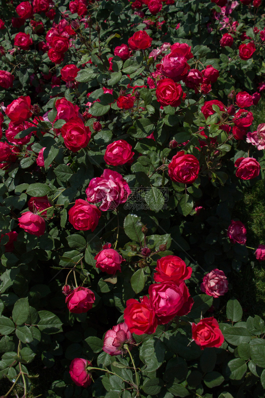 盛开美丽的彩色玫瑰作为花卉背景图片