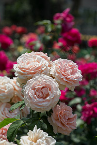 春花园里闪耀着一束美丽的玫瑰花背景图片