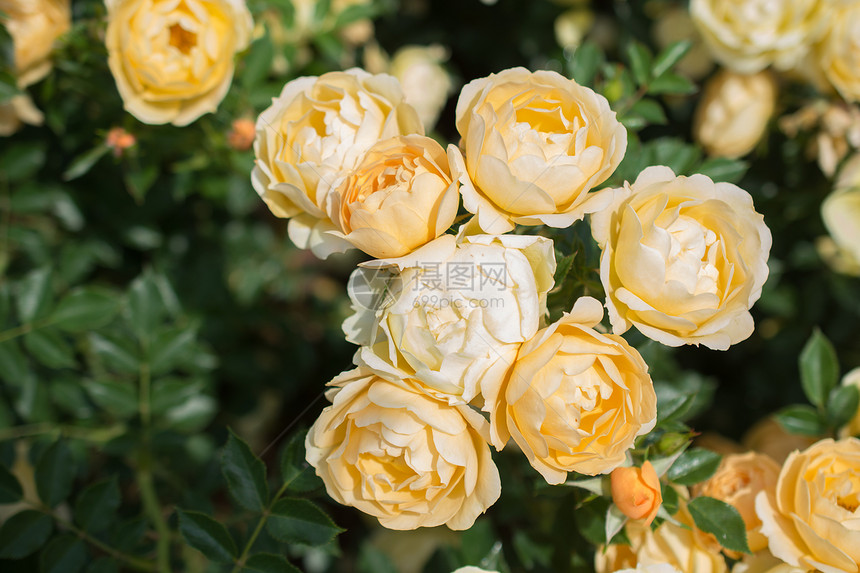 春花园里闪耀着一束美丽的玫瑰花图片
