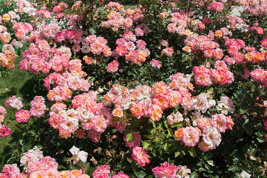 盛开美丽的彩色玫瑰作为花卉背景图片