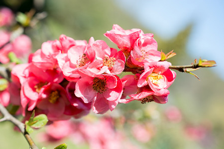 春季花朵图片