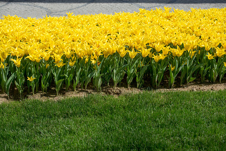 春天自然中的黄色郁金香图片